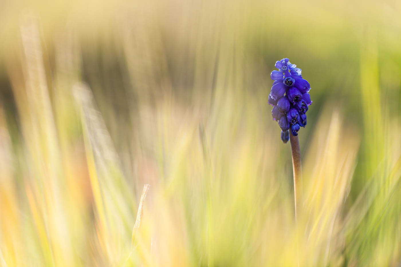 Kleine Traubenhyazinthe