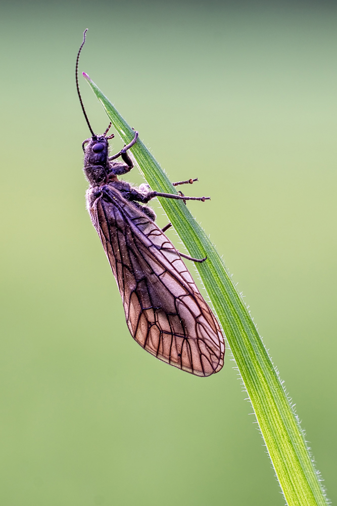 Schlammfliege