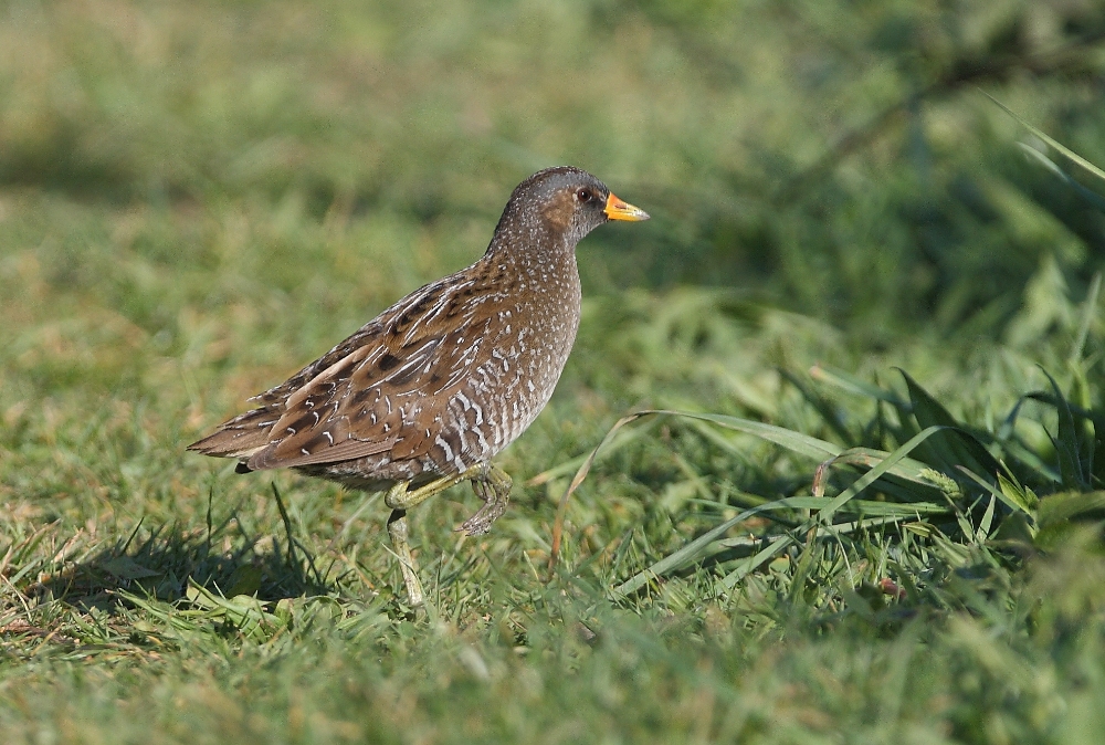 Tüpfelsumpfhuhn