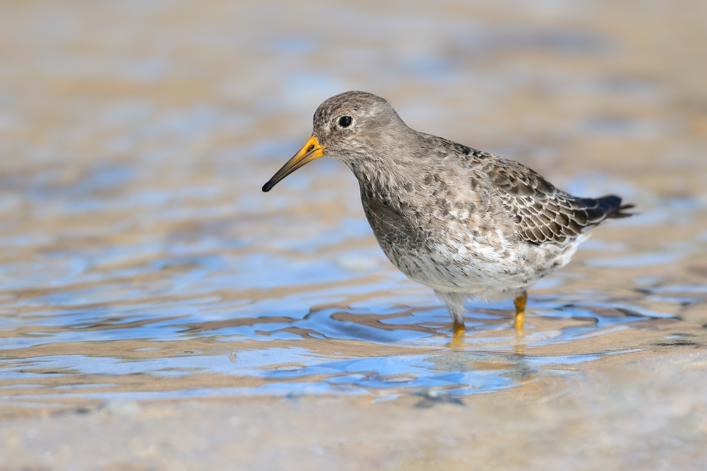 Meerstrandläufer