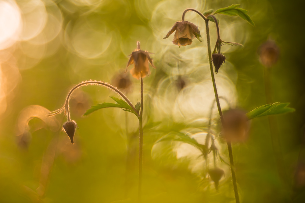 Geum rivale II