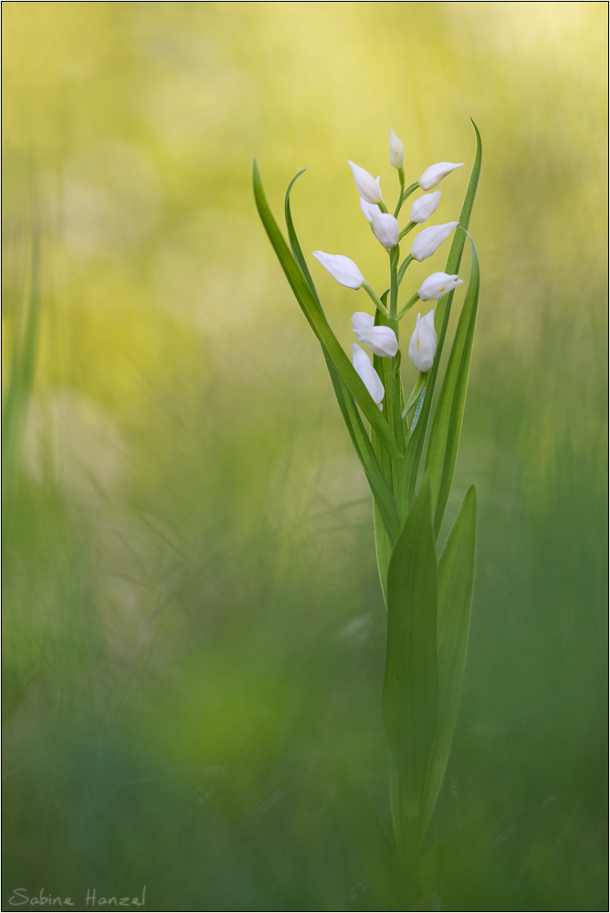 ~ Cephalanthera longifolia ~