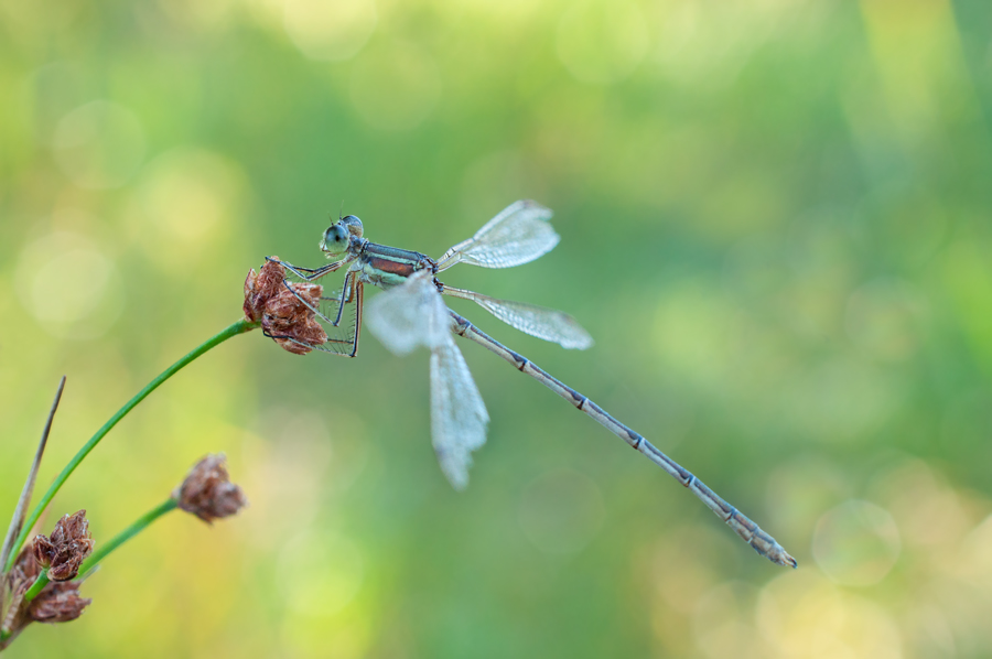 Southern Emerald Damselfly