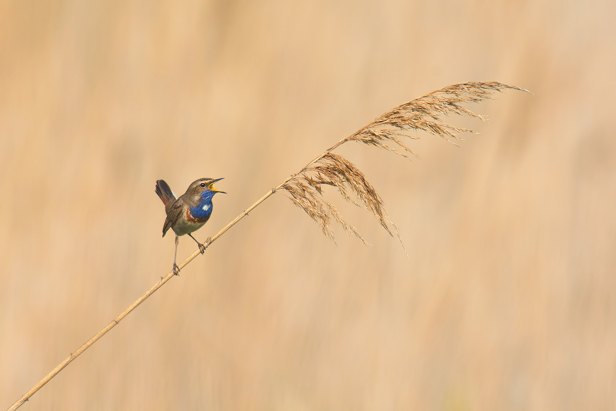 blaukehlchen