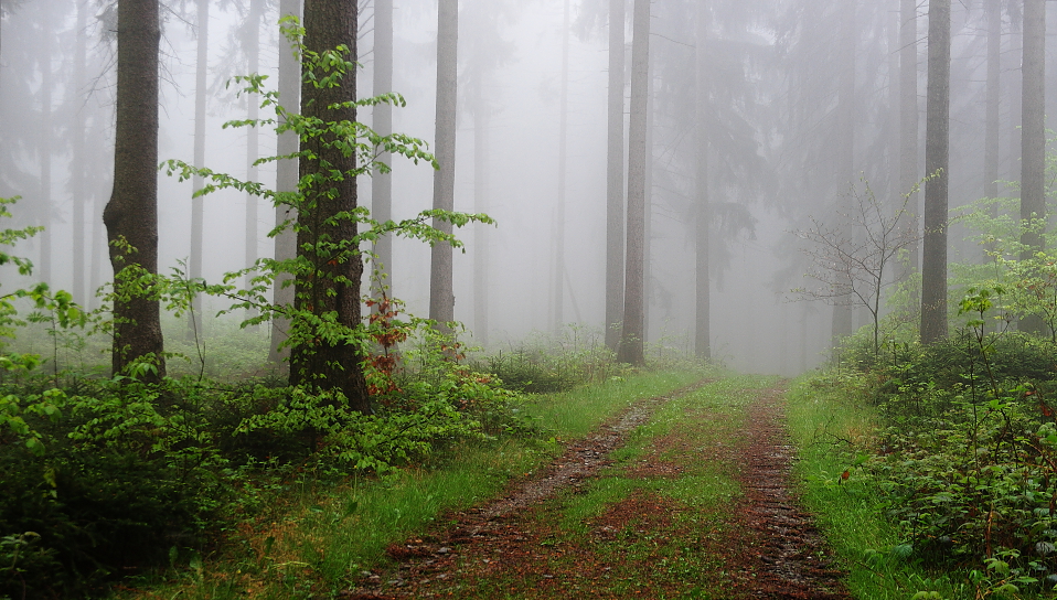 im Nebelwald