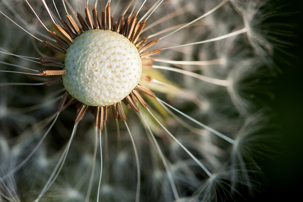 Dandelion