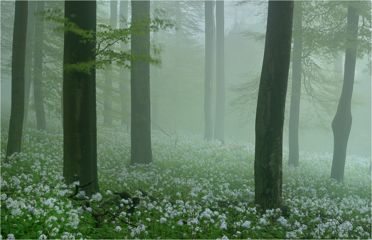 Mondviolen am Ernstberg