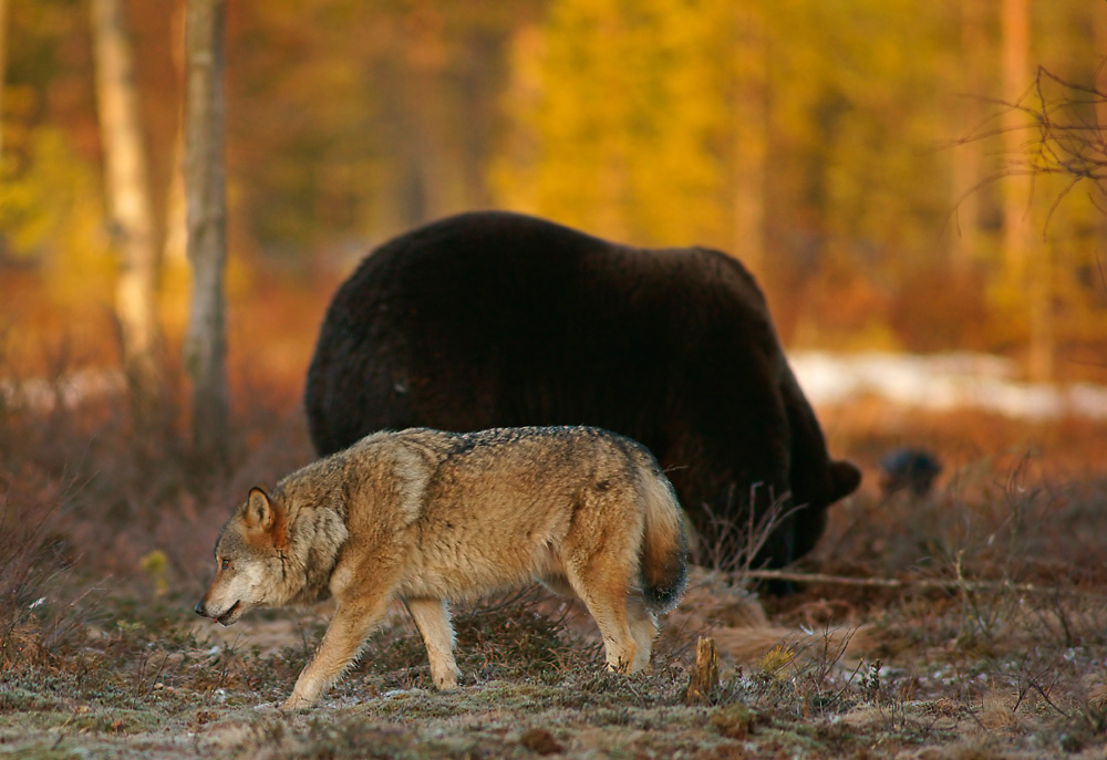 Wolf und Bär