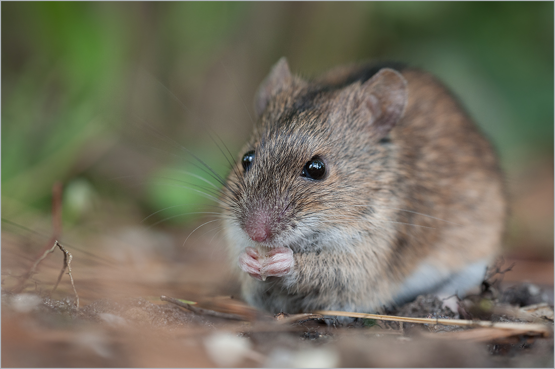 Brandmaus beim Frühstück