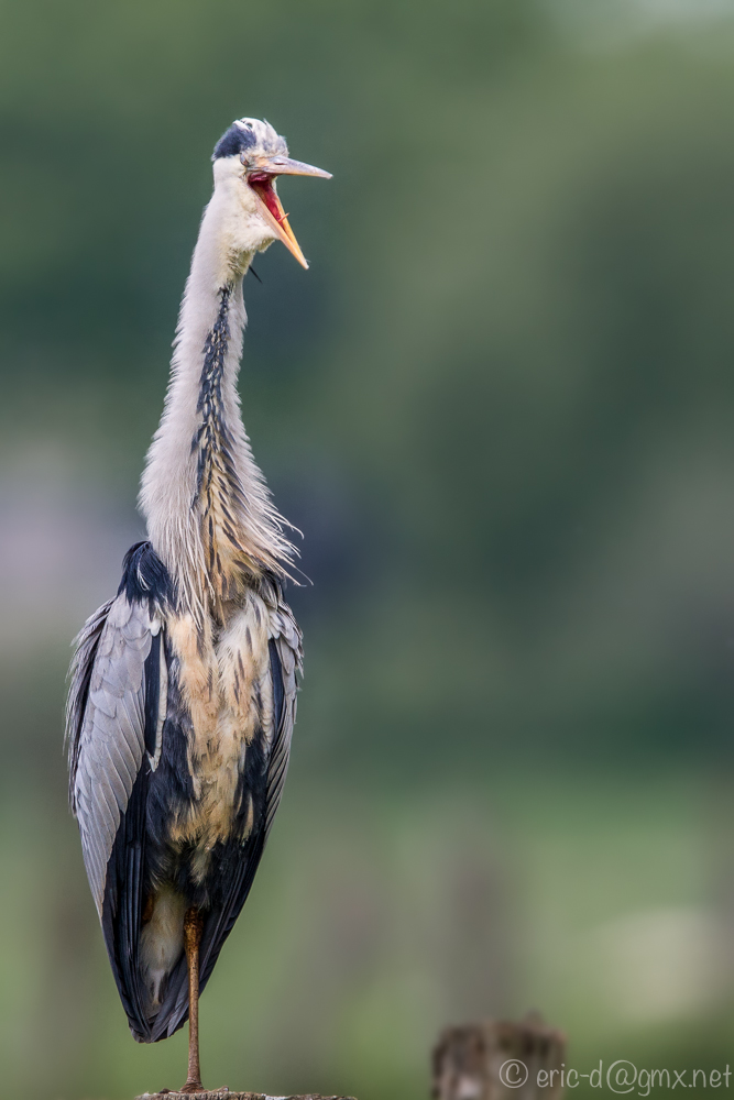 Crazy Heron