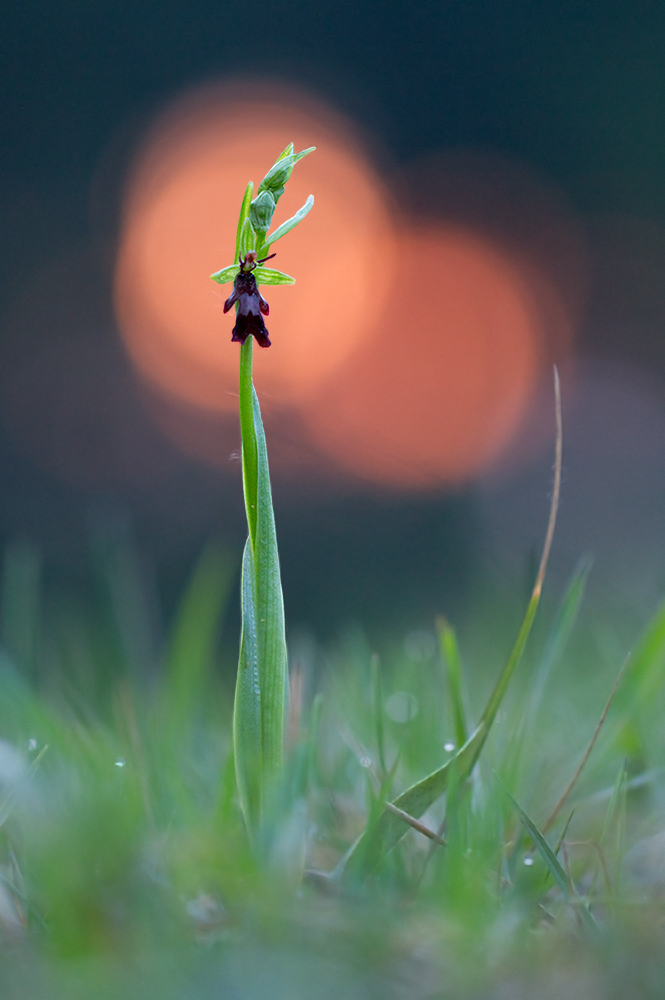 Ophrys insectifera