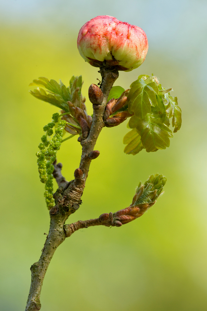 Stieleichenfrühling ...