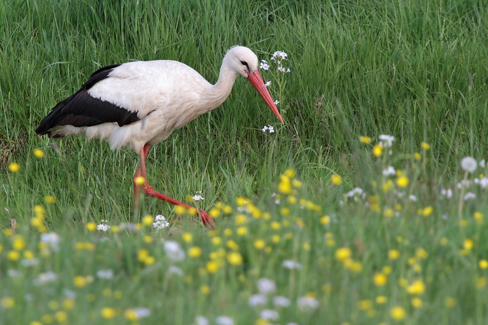 Weissstorch