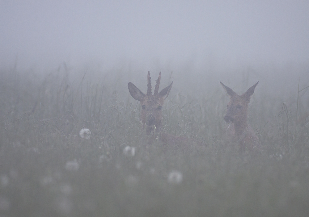 Ein trister Morgen