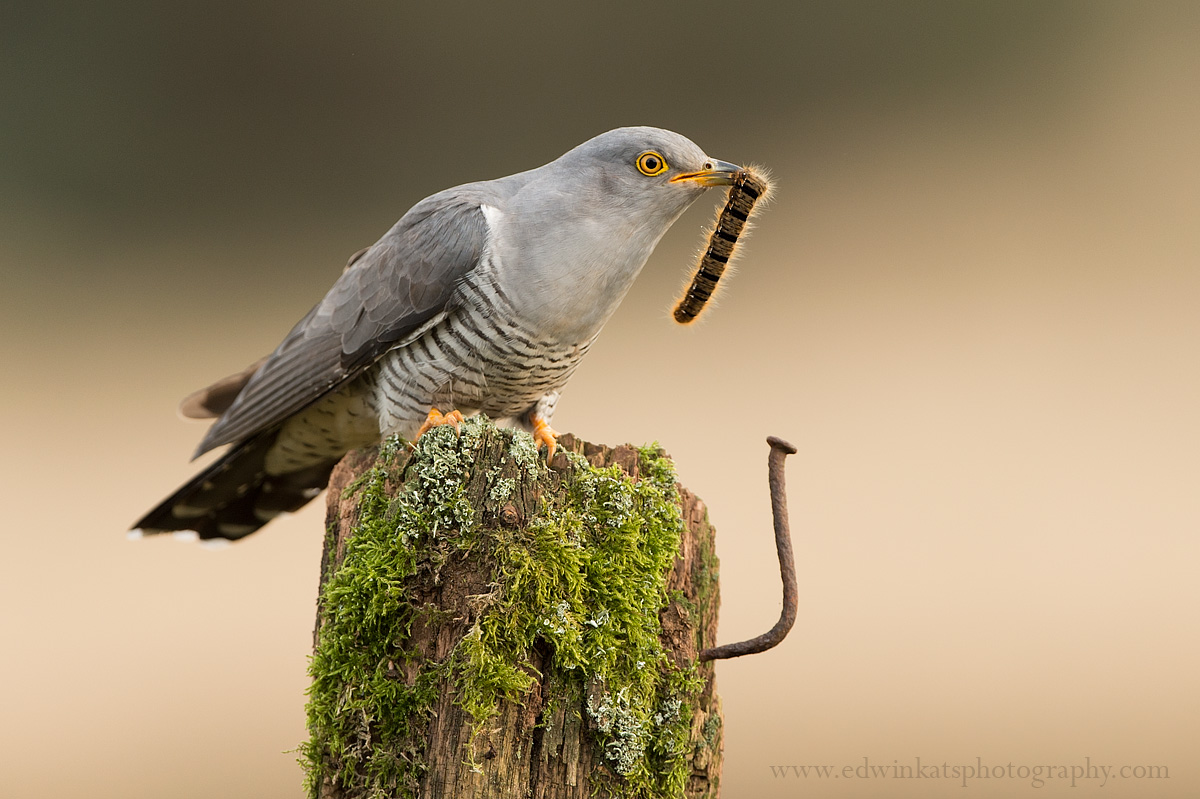 Cuckoo