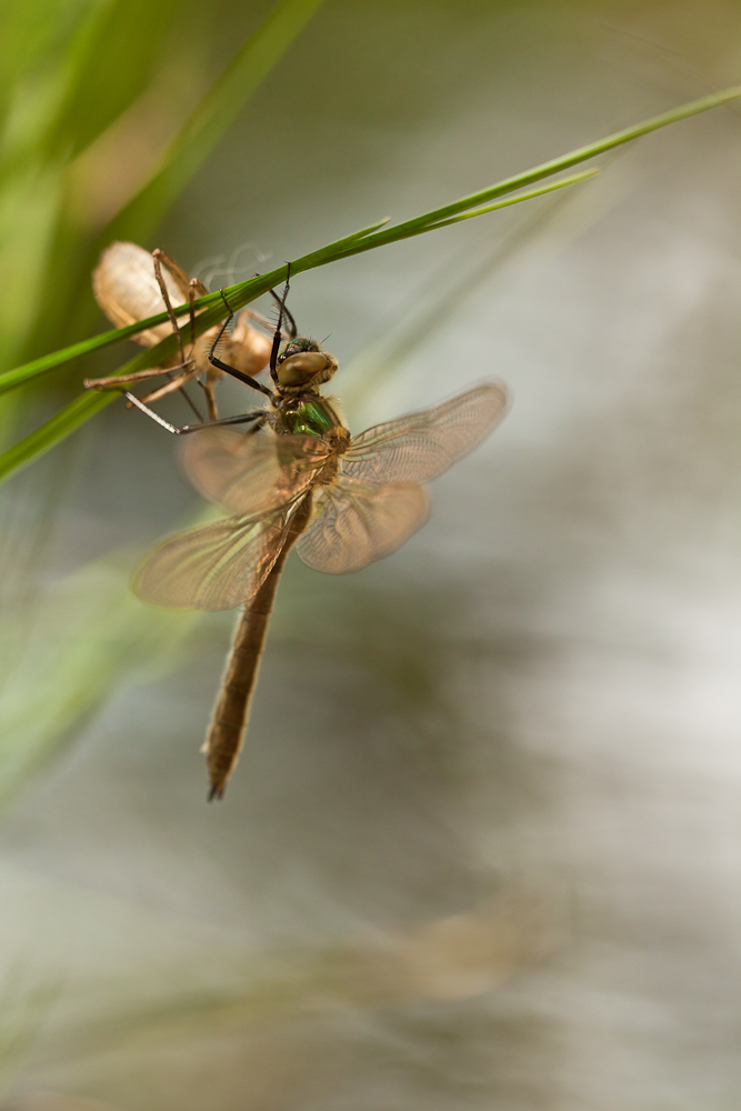 Kleiner Edelstein