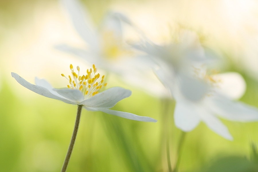 Tanz der Anemonen