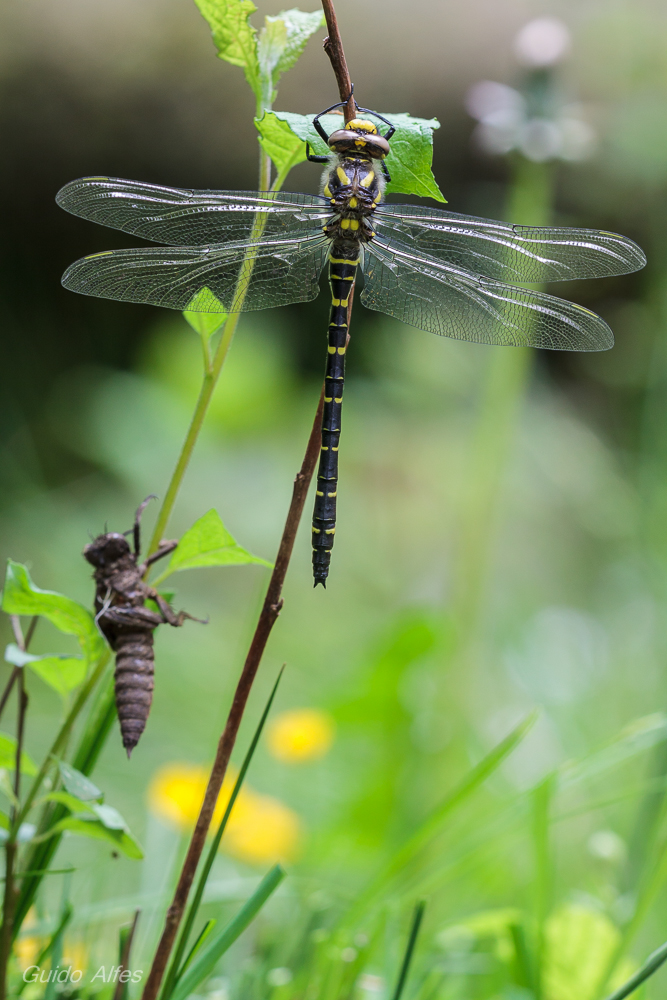 Quelljungfer