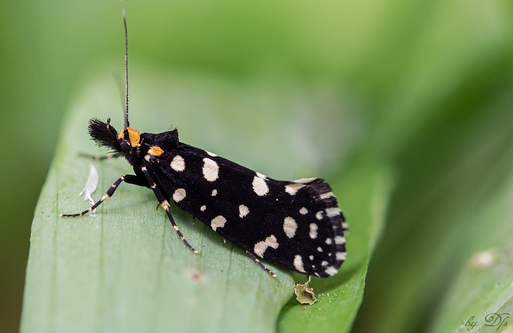 Euplocamus anthracinalis