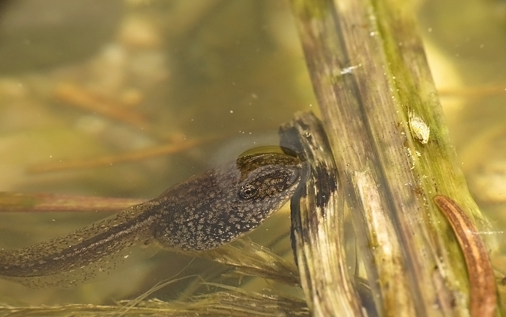 Frühstück im Teich