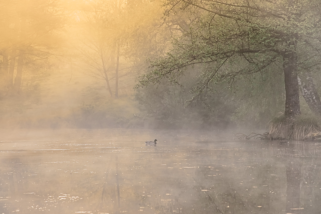 Morgennebel