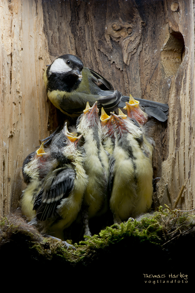 Bei Familie Kohlmeise
