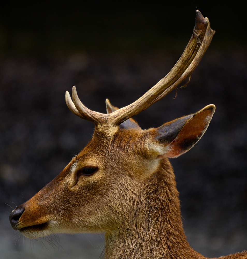 Hirsch (Forum für Naturfotografen)