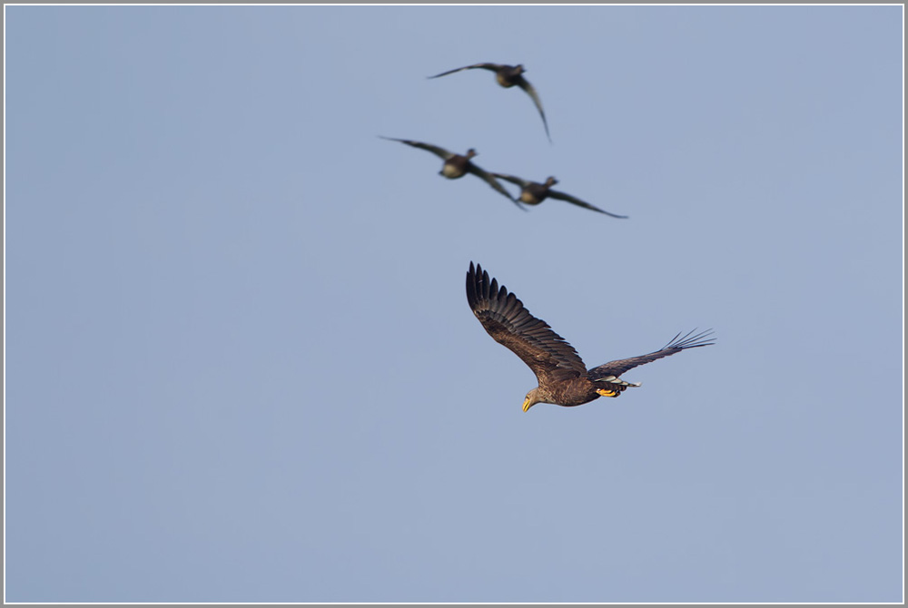 Seeadler