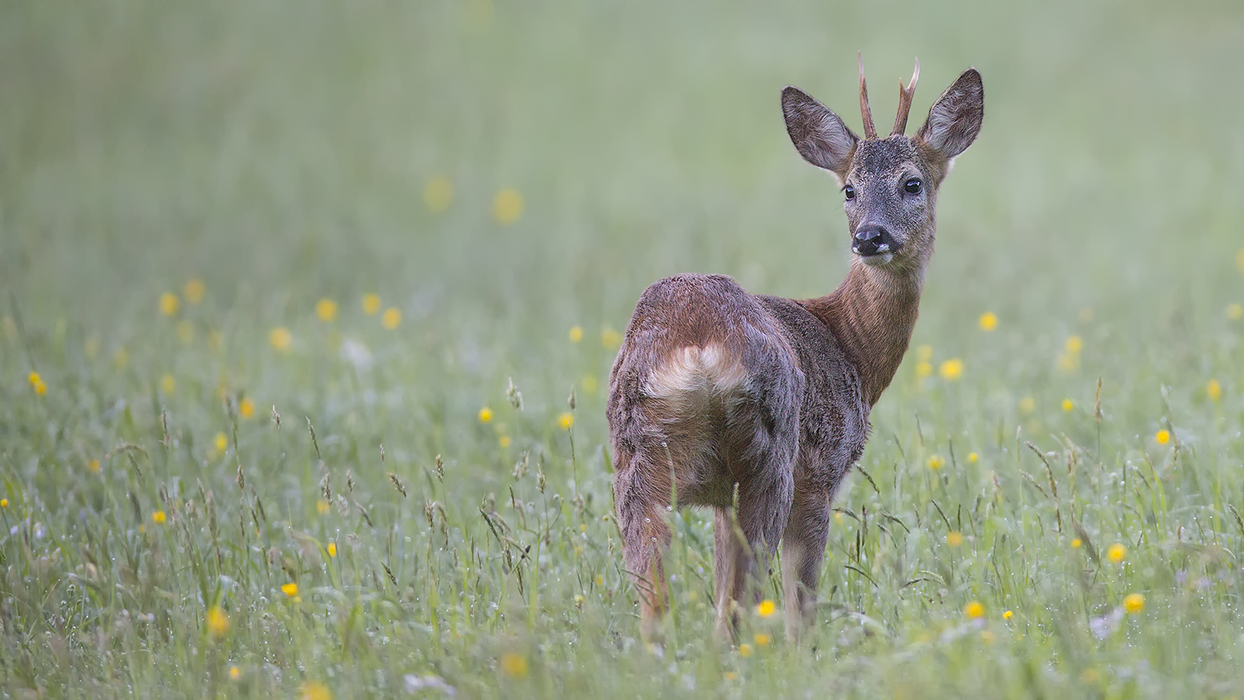 Maibock