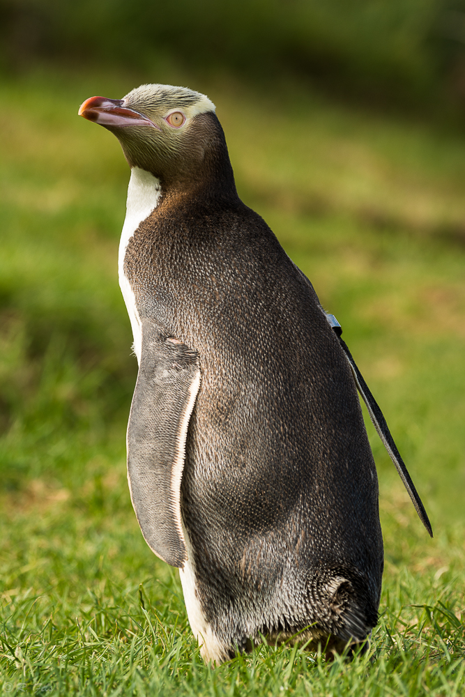 Yellow-eyed Penguin