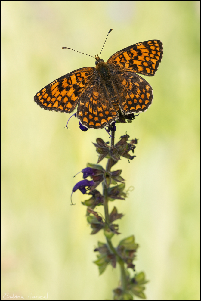 ~ Melitaea phoebe ~