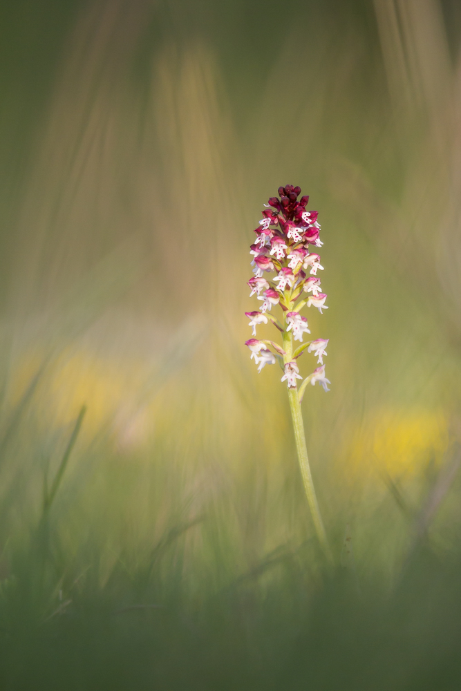 Brand-Knabenkraut (Orchis ustulata)