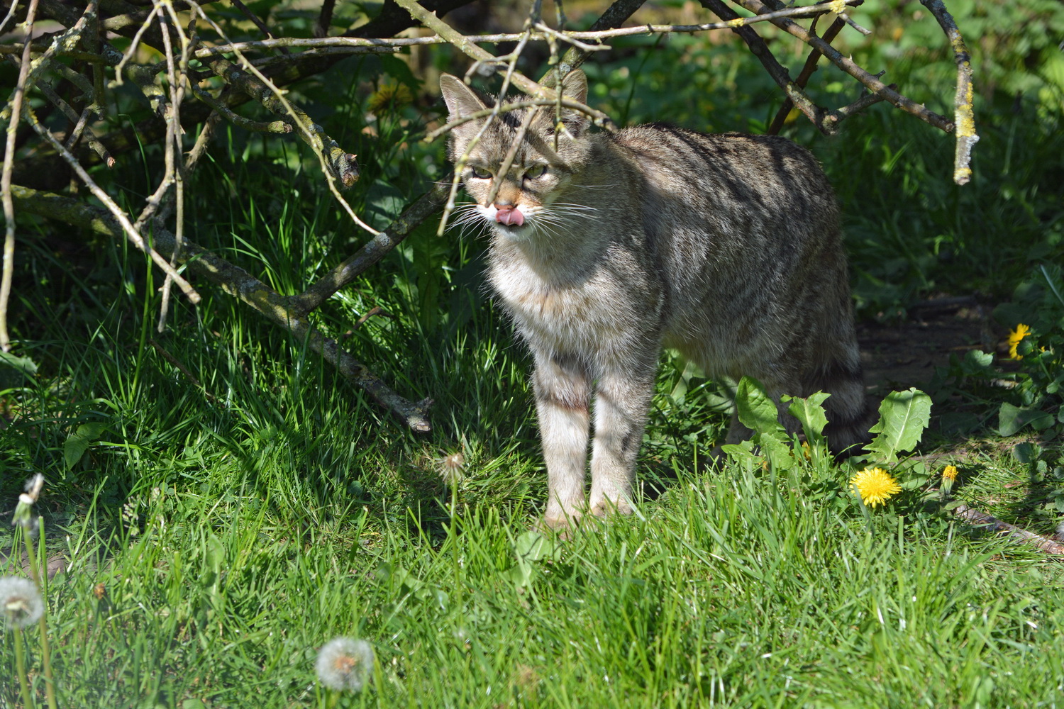 Wildkatze (Felis silvestris)