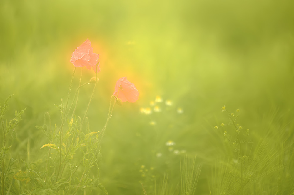 Wiesenelfen