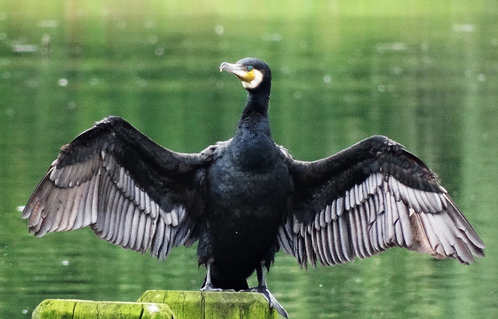 Kormoran versucht seine Flügel im Nieselregen zu Trocknen