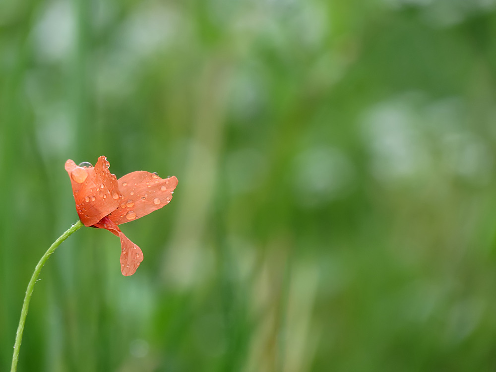 Regenmohn