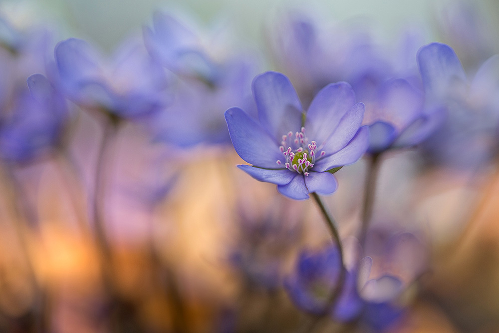 Tanz der Leberblümchen