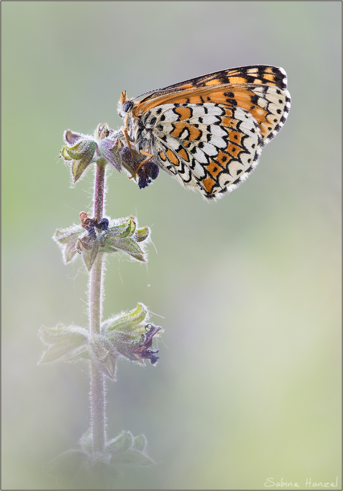 ~ Melitaea cinxia ~