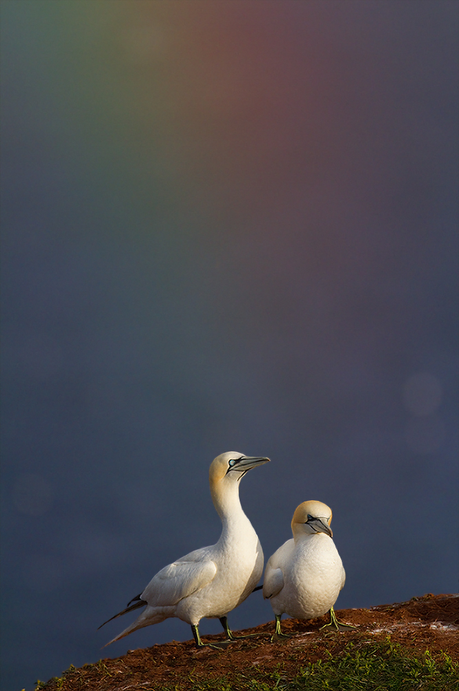 Liebe unter dem Regenbogen