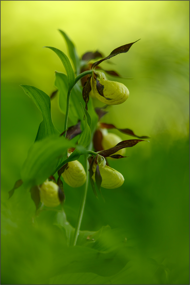 cypripedium calceolus