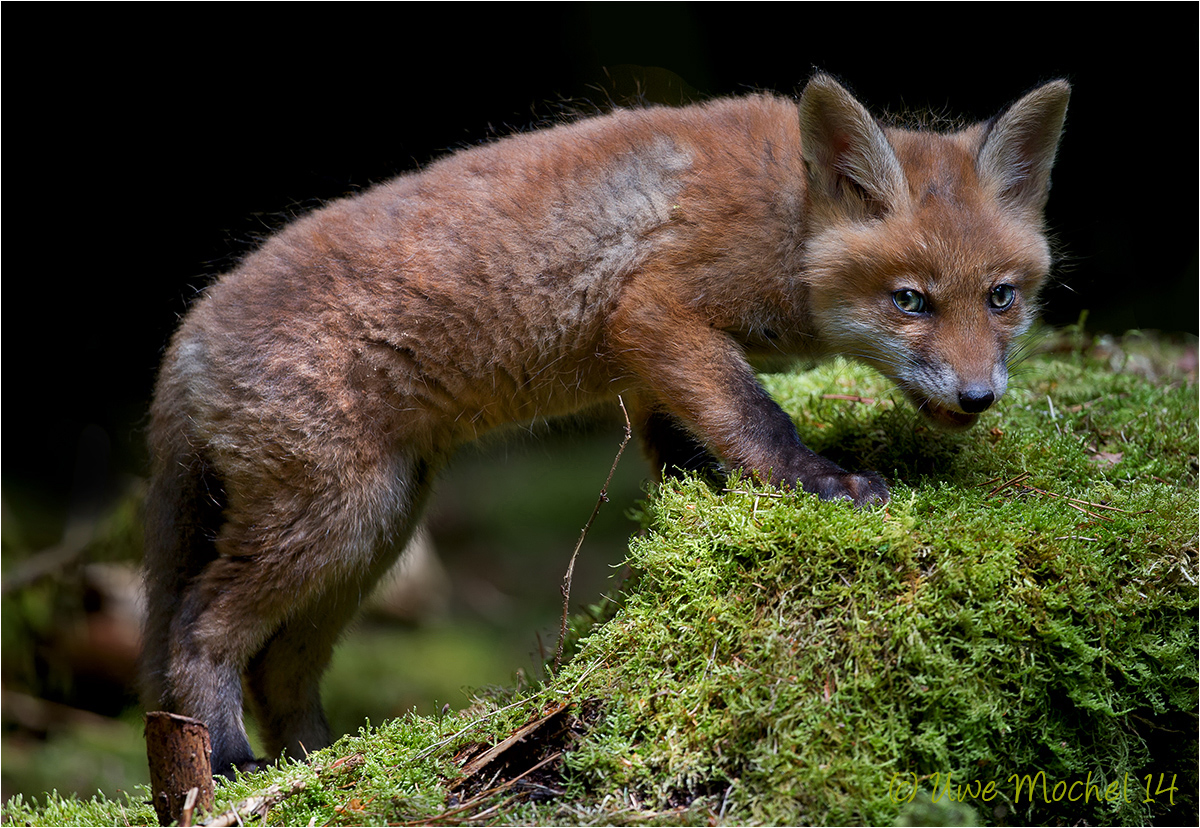 Rotfuchs (Vulpes vulpes) -Welpe