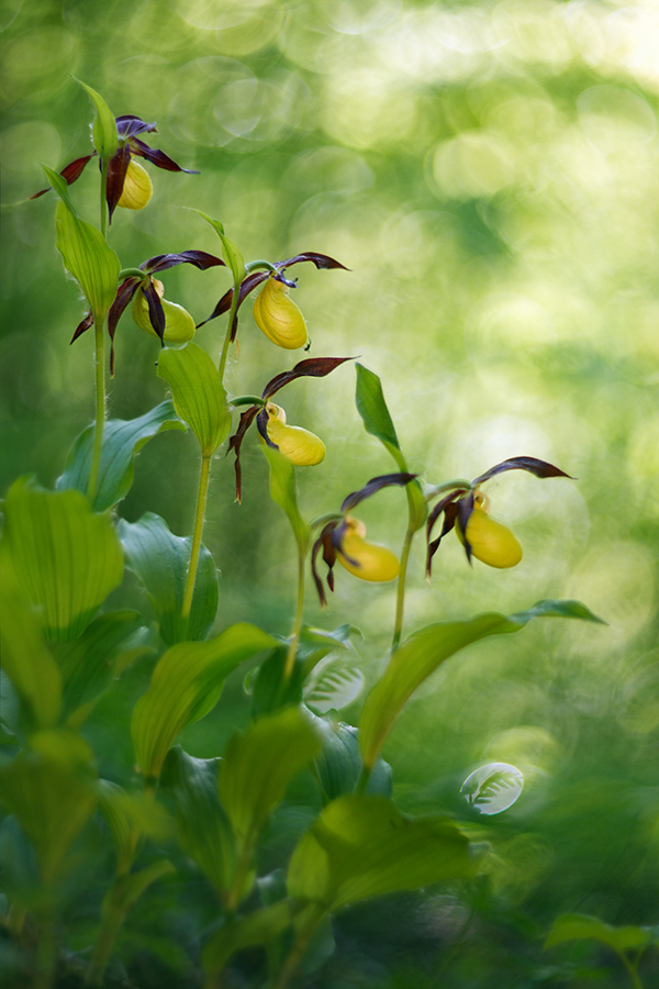 Gelber Frauenschuh (Cypripedium calceolus)