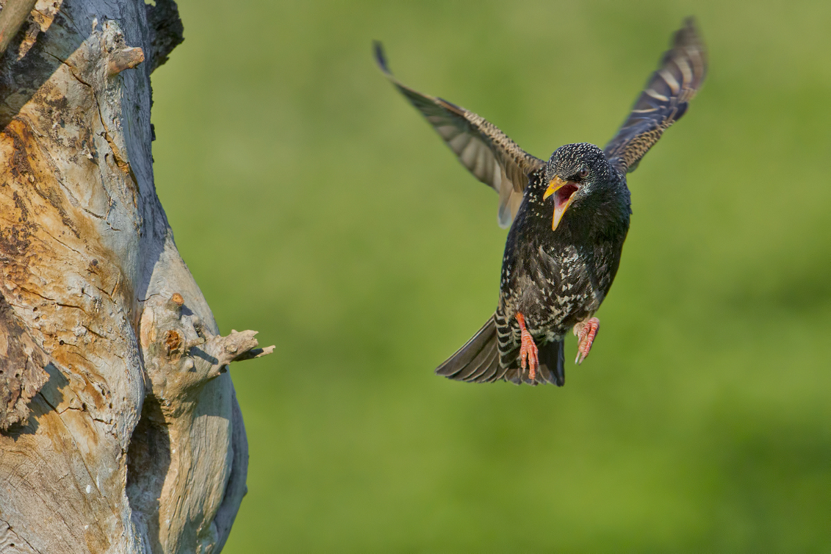 ~Star (Sturnus vulgaris)~