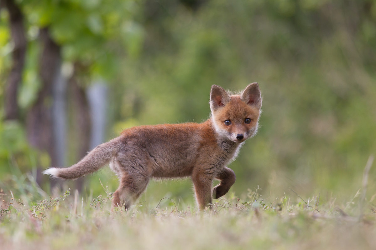 Jungfuchs in Pose ..