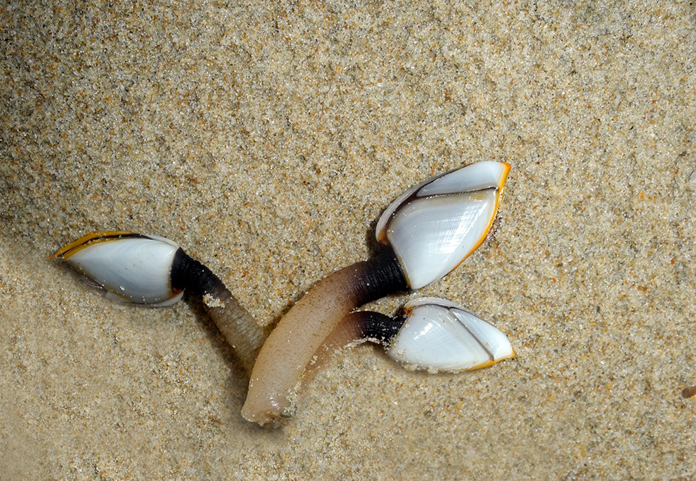 Strandgut