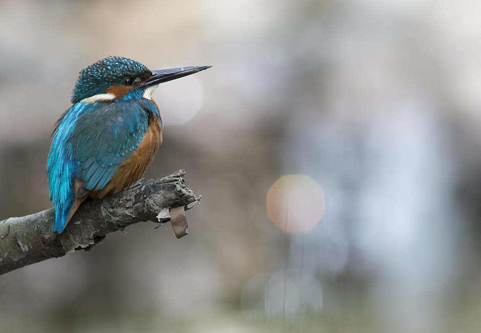 Eisvogel am Bach