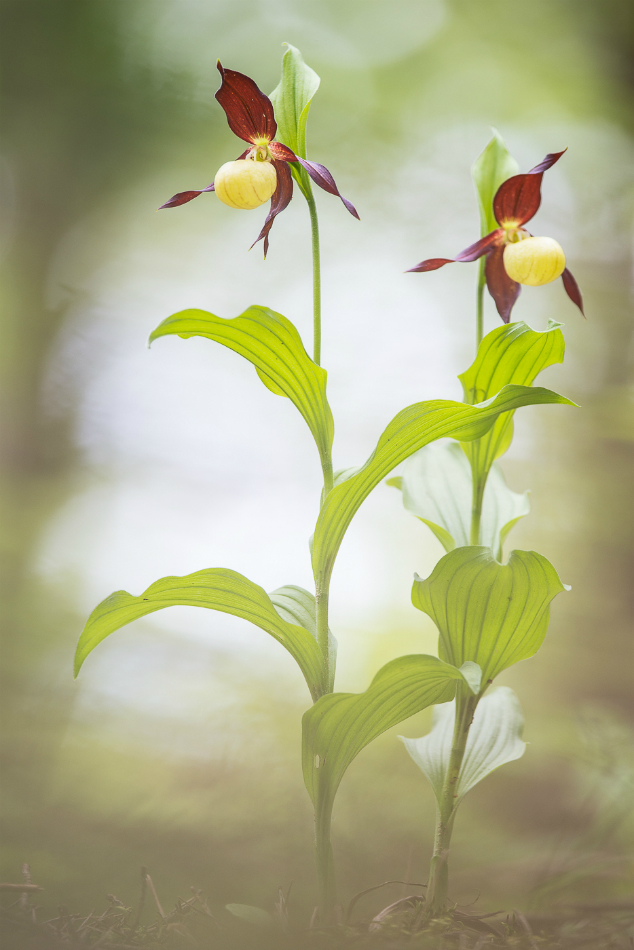 Gelber Frauenschuh - Cypripedium calceolus