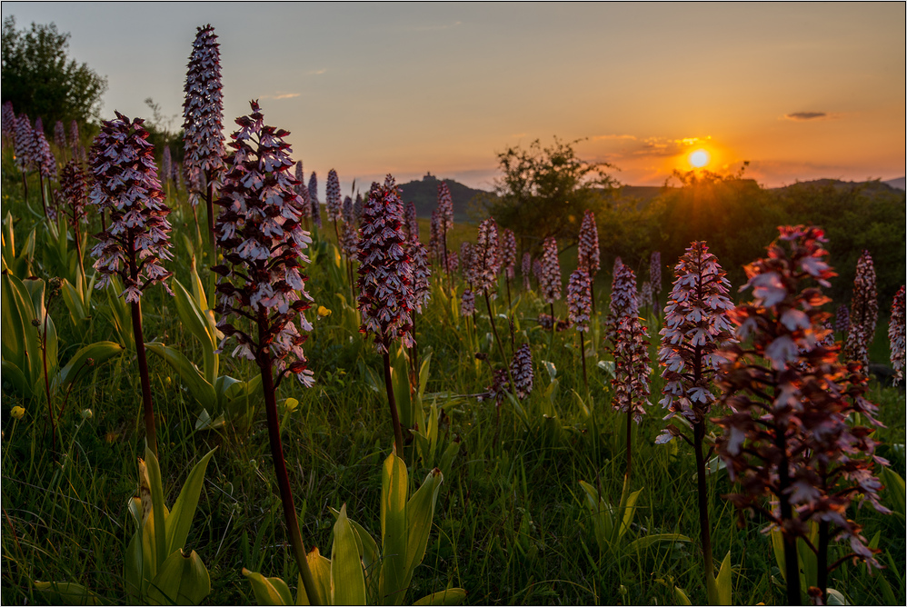 ~ Thüringer Orchideenlandschaft ~