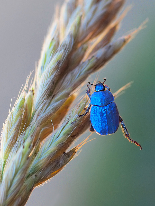 Hoplia coerulea