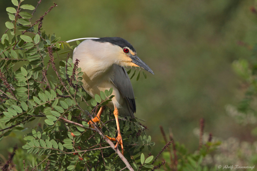 Nachtreiher (Nycticorax nycticorax)